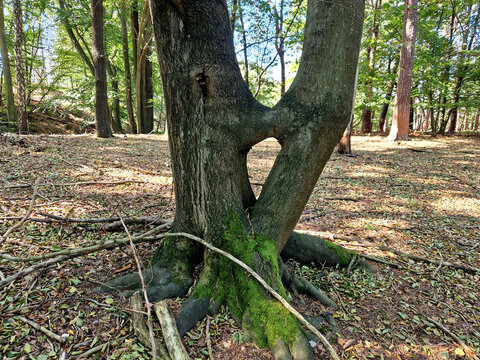 double maple trunk with overgrown branches in the bark. early intervention by the arborist will prevent later damage and deterioration of the tree. the branch should have been cut off a long time ago