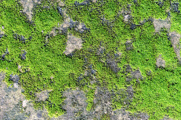 Green moss on cement wall
