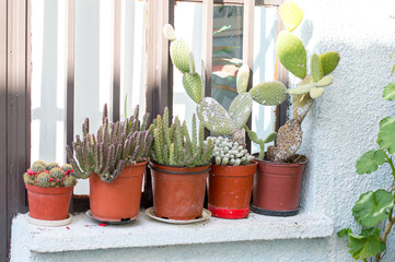 A set of potted plants in a room on the street. Cacti and succulents