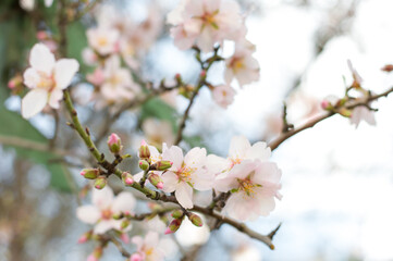 branch of blossoming almond against sky background, close-up