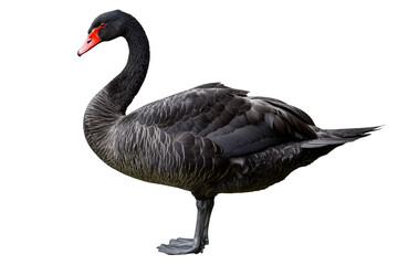 Obraz premium Black swan on transparent background