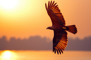 Sunset silhouette of a Brahminy kite soaring