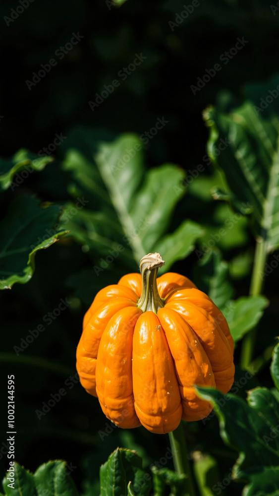 Wall mural Single Orange Pumpkin in Green Leaves