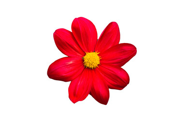 Red flower head PNG