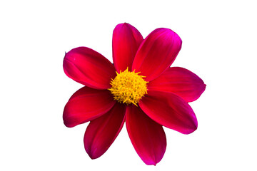 Red flower PNG