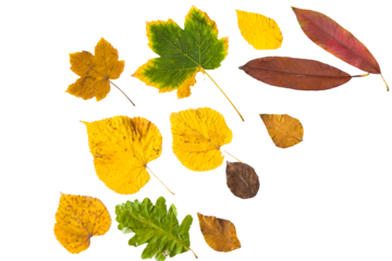 Autumn and fall colorful leaves on the white background, space for text, autumn nature background