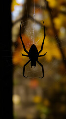 Silhouette of Spider in Web with Golden Background
