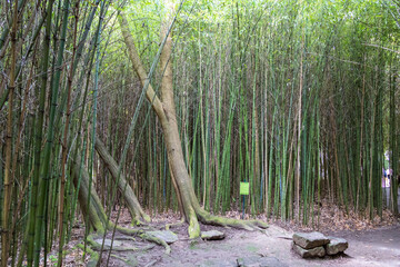 Bamboo plantations in Broques next to the town of Lapenne in Ariège in France.