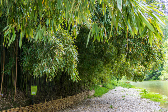 Bamboo plantations in Broques next to the town of Lapenne in Ari&egrave;ge in France.