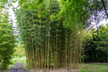 Obraz premium Bamboo plantations in Broques next to the town of Lapenne in Ariège in France.