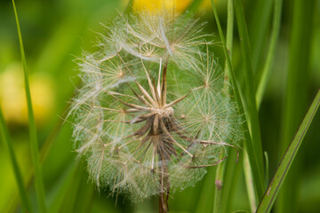 Dandelion flower in the bamboo plantations in Broques near the town of Lapenne in Ariège in France.