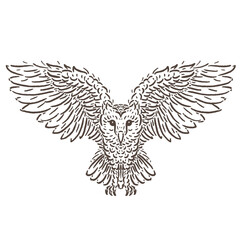 sketch illustration of an owl animal