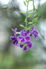 枝の隙間から見えるデュランタの花
