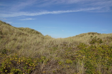 Close up sand dunes with Marram grass (Ammophila Arenaria), beach rose (Rosa rugosa) at Bergen aan Zee in the Netherlands. Blue sky. Autumn, September.