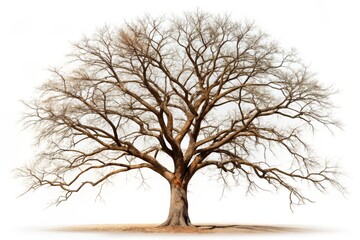 Dead Tree Isolated on White Background Perfect for Nature and Environmental Themes in Design Projects