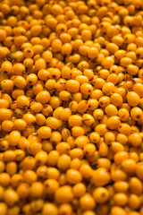 Обліпиха, sea-buckthorn, Облепиха