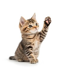 Obraz premium Macro Image of a Perfect Tabby Cat Giving High Five on White Background