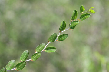 Ziziphus lotus is a small deciduous tree in the buckthorn