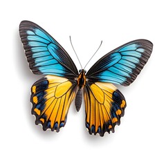 Fototapeta premium Stunning Macro Shot of a Beautiful Blue Yellow and Orange Butterfly in Flight on White Background