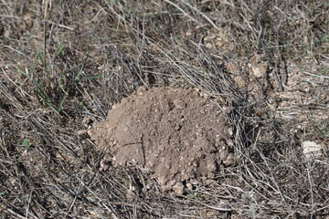 freshly dug molehill in the field
