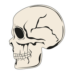 Profile of vector Skull isolated white background. Cross-section of simple flat Skull. Anatomy human head. EPS 10