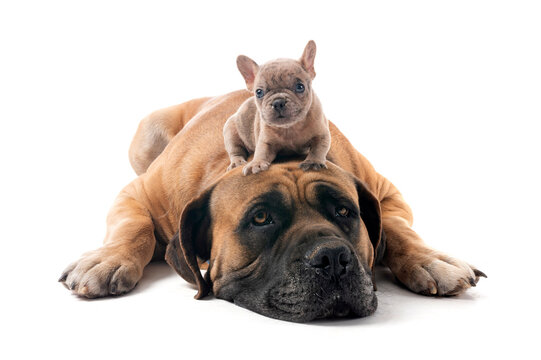 Boerboel and bouledogue in studio