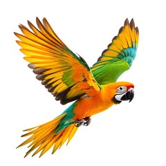 Fototapeta premium Vibrant Parrot in Graceful Flight Against White Background