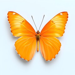 Fototapeta premium Magnificent Orange Butterfly on Pure White Background Detailed Macro Shot