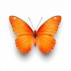 Stunning Macro Shot of Perfect Orange Butterfly on Clean White Background