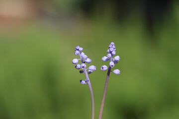 muscari parviflorum flowers in september