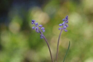 muscari parviflorum flowers in september