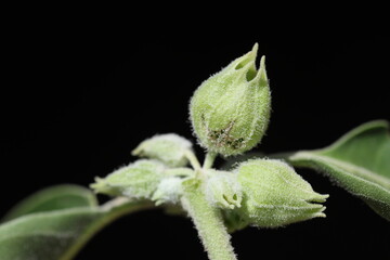 Withania somnifera is an evergreen shrub in the Solanaceae