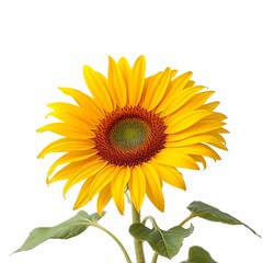 Naklejka premium sunflower isolated on white background