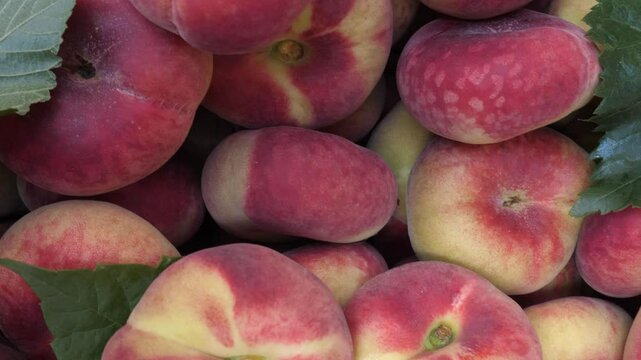 Fresh flat peaches, also known as "pesche tabacchiere," on display at an Italian market, celebrating Italy's tradition of high-quality, local produce.