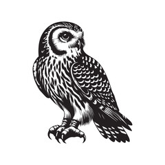 falcon Bird vector art illustration