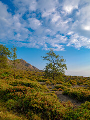 Green hills covered with grass with lush tall trees against blue sky with clouds in nature on a sunny day in Indonesia