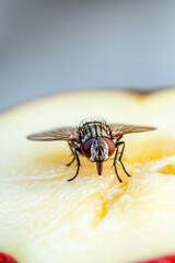Obraz premium Macro shot of a common housefly sitting on a juicy apple slice, highlighting the intricate details of its compound eyes and wings.