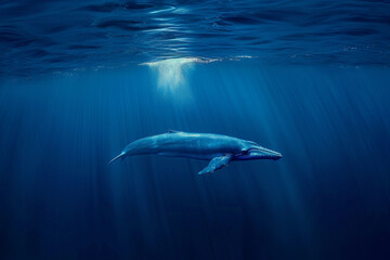 Fototapeta premium Fantastically beautiful majestic huge whale in ocean