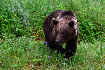 Europäischer Braunbär (Ursus arctos arctos) - Karpaten, Rumänien // European brown bear - Carpathians, Romania