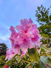 Pacific rhododendron © Melastmohican