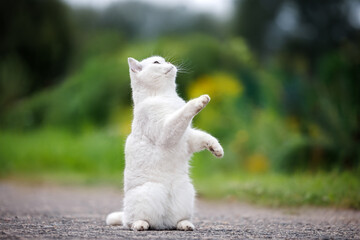 cute british shorthair cat begging outdoors
