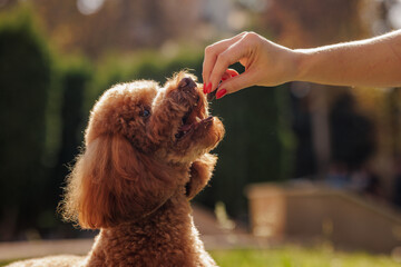 girl giving treat to her maltipoo dog in park, happy brown miniature poodle dog, dog training
