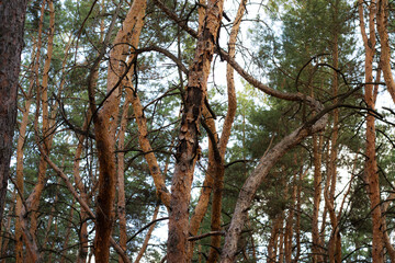 Landscape image of a tourist road in a pine forest. Pleasant relaxation for trips, Nordic walking, walking in the fresh air, away from the noise of the city, in silence and tranquility.