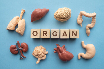 Set of miniature toy human organs on light blue background. Organ day concept.