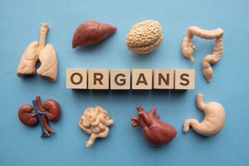 Set of miniature toy human organs on light blue background. Organ Donations concept.