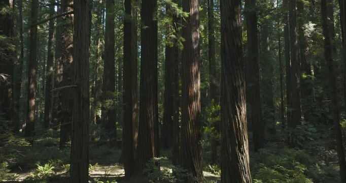 Pedestal shot rising up trunks of majestic Redwood Cedars, filming location of Return of the Jedi.