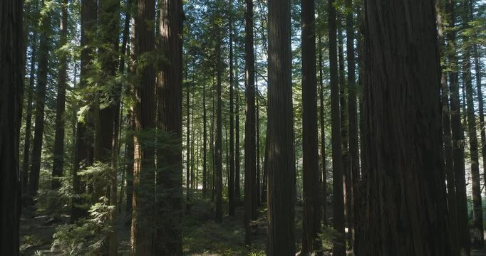 Tall stand of Redwood Cedar Trees in California forest, used as location of Endor in Return of the Jedi, aerial tracking shot.