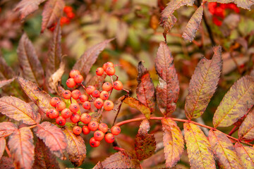 ナナカマドの実