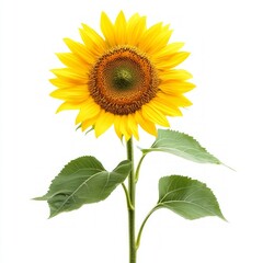 Fototapeta premium sunflower isolated on white background