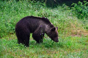Europäischer Braunbär (Ursus arctos arctos) - Karpaten, Rumänien // European brown bear - Carpathians, Romania © bennytrapp